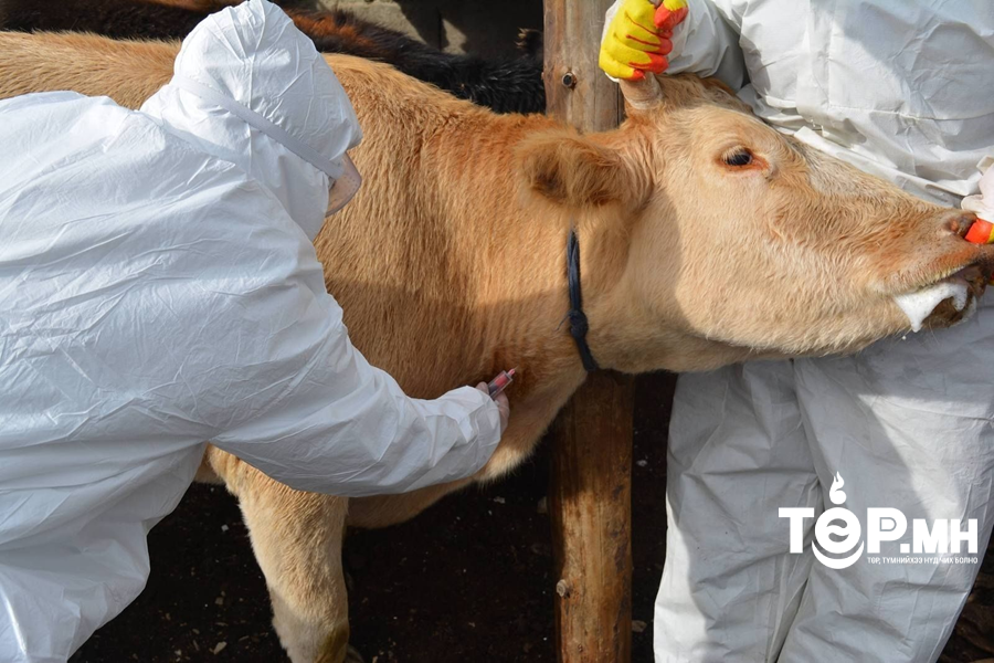Увс аймгийн Зүүнговь суманд малын гоц халдварт боом өвчин гарчээ