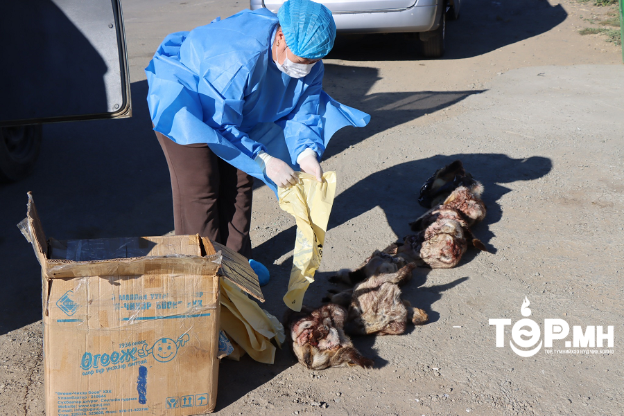 Агнасан тарвага Улаанбаатар хот руу нэвтрүүлэхийг завдсан үйлдлүүдийг илрүүлжээ